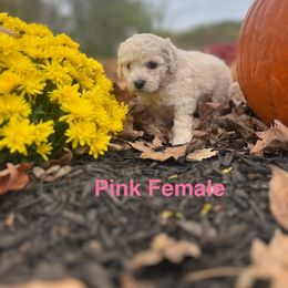 Aussiedoodle Puppies from Crabtree Farm Doodles