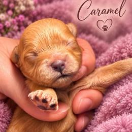 Caramel - Brown female Shihpoo puppy in Cooper City, Florida from Jenny La Bone