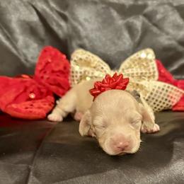 Snowy- ee Cream- Price Listed - Cream female Dachshund puppy in Biloxi, Mississippi from Southern Doxies Ms