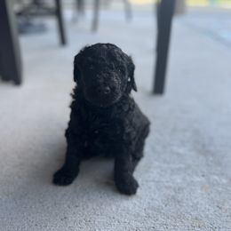 Bernedoodle Puppies from Krissy's Bernedoodles