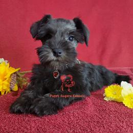 Jewel - Black female Miniature Schnauzer puppy in Daphne, Alabama from Puppy Sugars Kennels