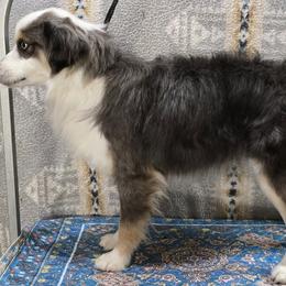 Hawk - Miniature Australian Shepherd