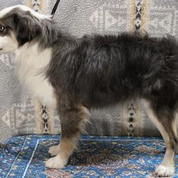 Hawk - Miniature Australian Shepherd