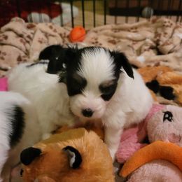 Tri male 2 - White black and tan male Papillon puppy in Florida from Tammy's Papillon Playpen