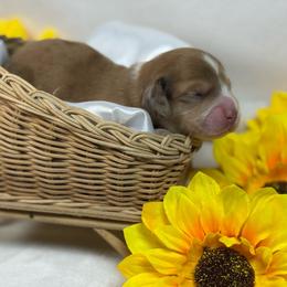 Shaded cream dapple - Dapple male Dachshund puppy in Nashville, Arkansas from Whisenhunt Farms