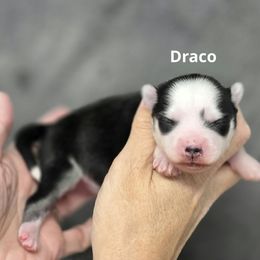 Draco - Black and white male Pomsky puppy in Fredericksburg, Virginia from Purely Pomskies