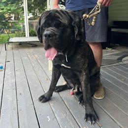 Yogi - Mastiff