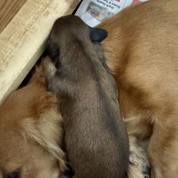 Hope - Cream female Dachshund puppy in Stoutland, Missouri from Farmhouse Dachshunds