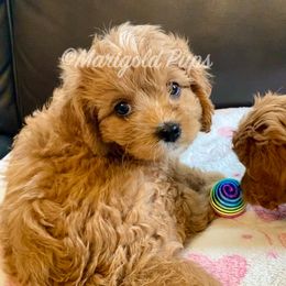 Cavapoo Puppies from Marigold Pups