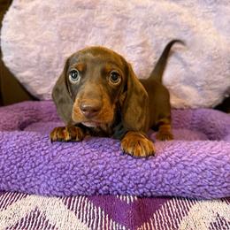 Dubs - Chocolate and tan male Dachshund puppy in Winton, California from Lashunds Miniature Dachshunds