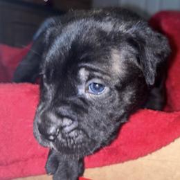 Boy 3 - Black brindle male Cane Corso puppy in Douglasville, Georgia from Palazzo Cane Corso