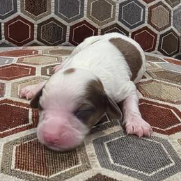 Graham - Merle male Cavapoo puppy in Jarrell, Texas from Grapeshot Poodles & Doodles