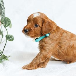 Monty - Red male Cavapoo puppy in Atglen, Pennsylvania from Smokey Hollow Puppies