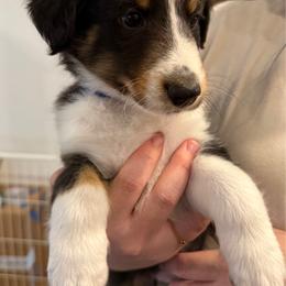 Blue - Black white and tan male Shetland Sheepdog puppy in Katy, Texas from Sherock’s Shelties
