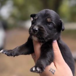 Midnight - Black & white female Australian Shepherd puppy in Orlando, Florida from Skaky Shepherds