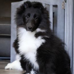 Mystery - Black and white female Shetland Sheepdog puppy in Elk, Washington from Asgard Shetland Sheepdogs
