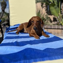 Dachshunds from Long Dog Dachshund Pups