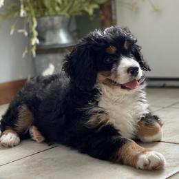 Bernedoodle and Goldendoodle Puppies from TurkeyCreek Doodles