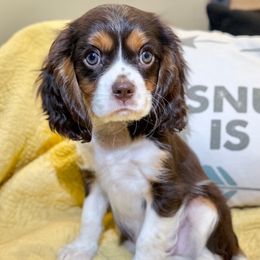 Bruno - Chocolate male Cavalier King Charles Spaniel puppy in Draper, Utah from Cavachon Love Chocolate Cavaliers, Cavaliers, Cavachon’s, Cavapoos