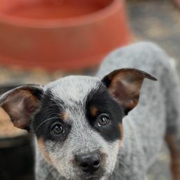 Special needs - Deaf - Blue female Australian Cattle Dog puppy in Kalispell, Montana from BTR Australian Cattle Dogs