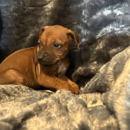Pink - Rd whtn blk nose female Rhodesian Ridgeback puppy in Ocala, Florida from DogWood Kennels