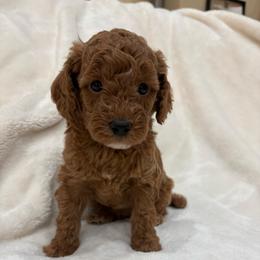 Betsy - Red  female Poodle puppy in Vilonia, Arkansas from Donna’s Pretty Poodles