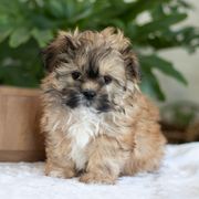 Maltipoo, Shichon, and Shihpoo Puppies from Timbercreek Puppies