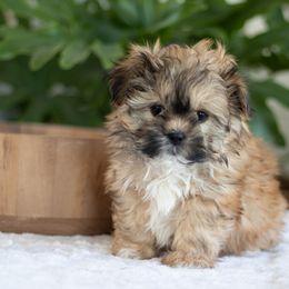 Maltipoo, Shichon, and Shihpoo Puppies from Timbercreek Puppies