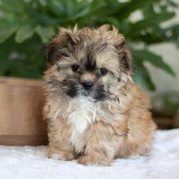 Maltipoo, Shichon, and Shihpoo Puppies from Timbercreek Puppies