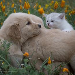 Girl 1 - Golden female Golden Retriever puppy in Palmdale, California from AmazingK9s