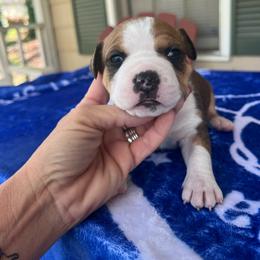 Sorcha - Red female American Staffordshire Terrier puppy in Marietta, Georgia from Ambition Amstaffs