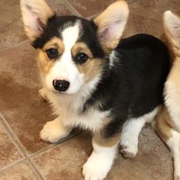 Pembroke Welsh Corgi Puppies from McCall Creek Corgis