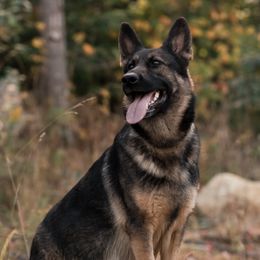 Talon - German Shepherd