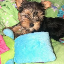 Biewer Terrier and Yorkshire Terrier Puppies from York Town California
