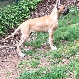 Great Dane Puppies from VZTop Danes