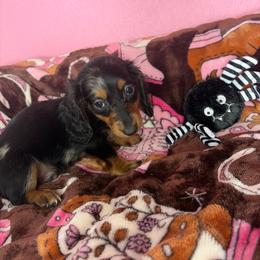 Henry - Dapple male Dachshund puppy in Lake City, Florida from My Ditzy Doxies of Florida