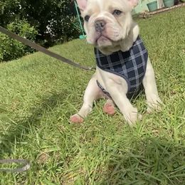 French Bulldog Puppies from Lola’s Frenchies