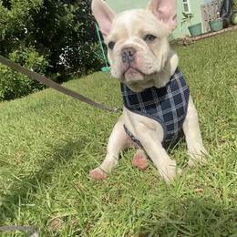 French Bulldog Puppies from Lola’s Frenchies