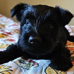 Green - Scottish Terrier puppy from Hometown Scotties