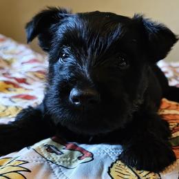 Green - Scottish Terrier puppy from Hometown Scotties