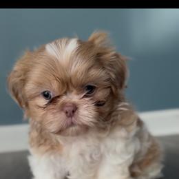 Boy 2 - Liver and white male Shih Tzu puppy in Union City, Georgia from Chinx Puppy Songs