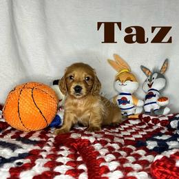 Taz - Cream male Dachshund puppy in Monitor, Washington from Shannon Dolly’s Dachshunds