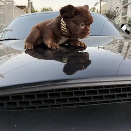Canela - Fawn and white female French Bulldog puppy in Los Angeles, California from westsidefrenchies