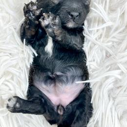 Ocean - Black female Poodle puppy in from Pink Poodles and Doodles