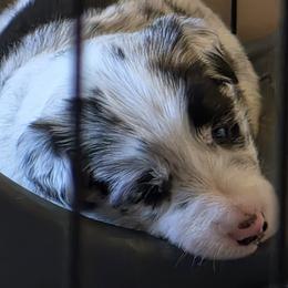 Duncan - Blue merle male Border Collie puppy in Chino Valley, Arizona from Dog Pond Border Collies