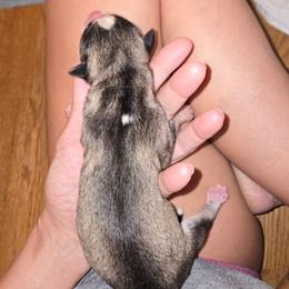 Male 2 - Gray and white male Siberian Husky puppy in Canton, Georgia from Mayhemhuskies