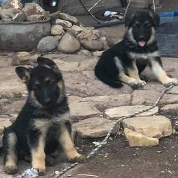 German Shepherds and Yorkshire Terriers from Zena's German Shepherds and Yorkies