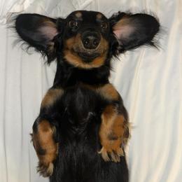 Maxi - Dachshund