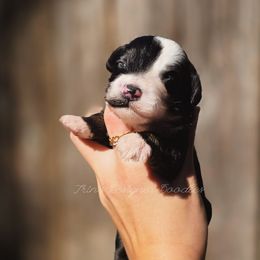 Onyx Valour - Black tri-color male Aussiedoodle puppy in Centreville, Mississippi from Trin's Designer Doodles