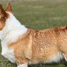 Pembroke Welsh Corgis from Amber Mayhew